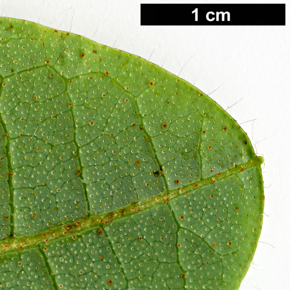 High resolution image: Family: Ericaceae - Genus: Rhododendron - Taxon: liliiflorum